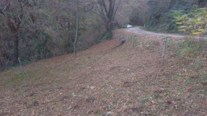 Photo de galerie - Tonte de pelouse - Débroussaillage