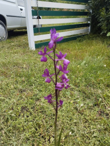 Photo de galerie - Un petit orchidée sauvage laissé libre de pousser, le jardinage est une forme de poésie ?