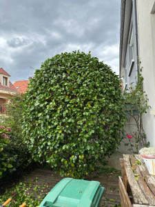 Photo de galerie - Taille de haies et d'arbustes