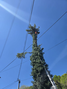 Photo de galerie - Coupe d’arbre   