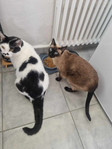 Photo de galerie - Garde de plusieurs chats - Jenna & Pongo