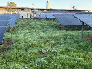 Photo de galerie - Tonte de pelouse - Débroussaillage