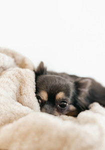 Photo de galerie - Jade 