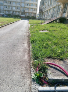 Photo de galerie - Tonte de pelouse - Débroussaillage