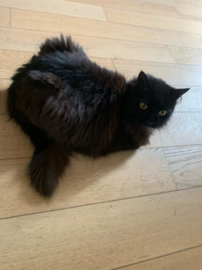 Photo de galerie - Beauté aux yeux Or que je visite 