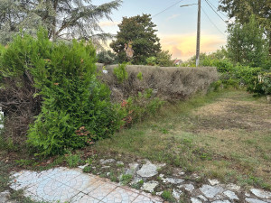 Photo de galerie - Taille de haies et d'arbustes