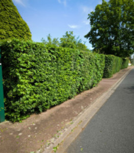 Photo de galerie - Taille d’une haie