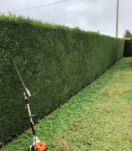 Photo de galerie - Taille de haie 
