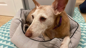 Photo de galerie - Garde animaux