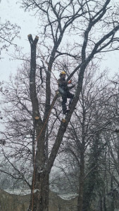 Photo de galerie - Elagage et coupe d'arbres