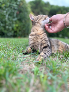 Photo de galerie - Garde de chat 