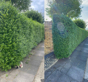 Photo de galerie - Taillage de haies