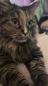 Photo de galerie - Miaou