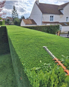 Photo de galerie - Taillage de haie