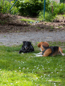 Photo de galerie - Je vous propose de garder vos animaux à votre domicile ! 