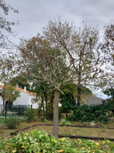 Photo de galerie - Élagage mûrier Platane Après 