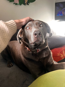 Photo de galerie - Garde chien