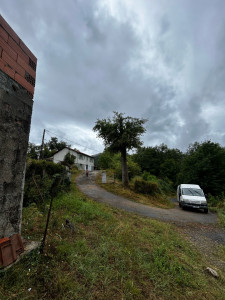 Photo de galerie - étêtage d’un chêne 