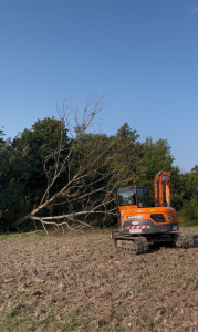Photo de galerie - Elagage et coupe d'arbres