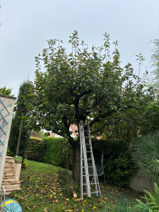 Photo de galerie - Elagage et coupe d'arbres