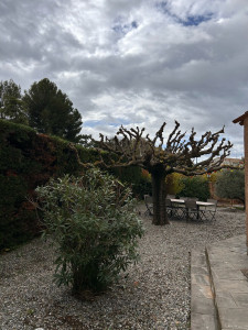 Photo de galerie - Taille Mûrier platane 