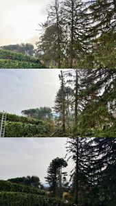 Photo de galerie - Abattage d’arbre 
