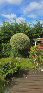 Photo de galerie - Taille de haie