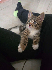 Photo de galerie - Garde chaton