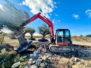 Photo de galerie - Plantation d’un olivier 