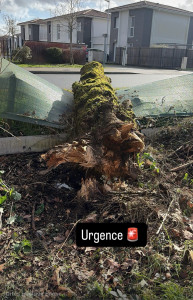 Photo de galerie - Elagage et coupe d'arbres