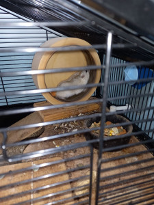 Photo de galerie - Garde de cet hamster chez lui