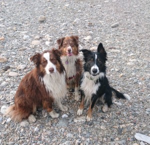 Photo de galerie - Trio de chiens en balade à la rivière !