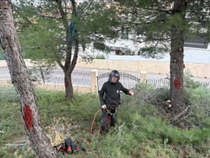 Photo de galerie - Élagage d’arbres avec matériel de grimpe – intervention professionnelle à Saint-Cyr-sur-Mer.