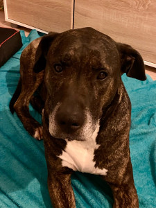 Photo de galerie - Mon Loulou un cane corso 