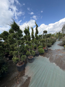 Photo de galerie - Plantation 