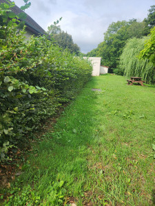 Photo de galerie - Avant la taille 
