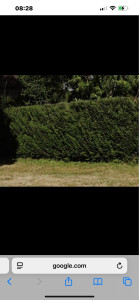 Photo de galerie - Différentes tailles arbres fruitiers / rosiers / thuya 