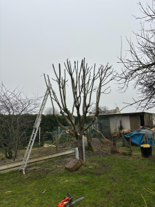 Photo de galerie - Elagage et coupe d'arbres