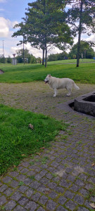 Photo de galerie - Garde chien