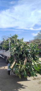 Photo de galerie - Bonjour je vous propose mes services évacuation de déchets verts et aussi encombrant dans votre jardin 
