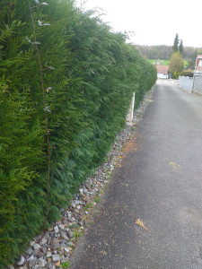 Photo de galerie - Avant la taille,dorans

