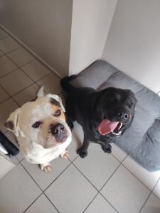 Photo de galerie - Garde chien