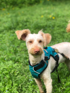 Photo de galerie - Garde animaux