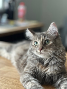 Photo de galerie - Garde de Tess pendant 1 mois 