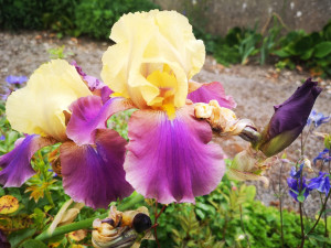 Photo de galerie - J'aime jardiner redonner vie à votre jardin ou à votre potager 