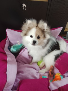 Photo de galerie - BACARA, spitz vraiment adorable.