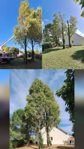 Photo de galerie - Etetage de deux peupliers sur la baule