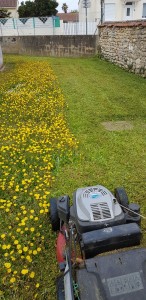 Photo de galerie - Tonte de pelouse - Débroussaillage