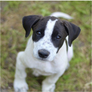 Photo de galerie - Garde chien