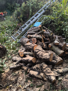 Photo de galerie - Coupe d'un cerisier 